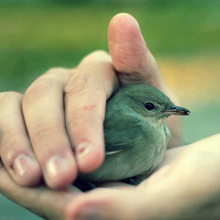 Рисованные разноцветные птички