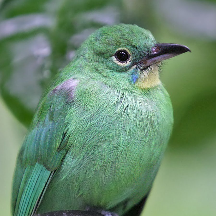 Висячие попугайчики (попугаи-нетопыри)