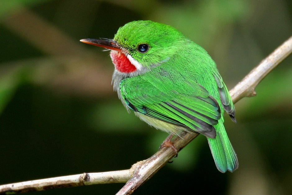 Золотобрюхий изумрудный Колибри