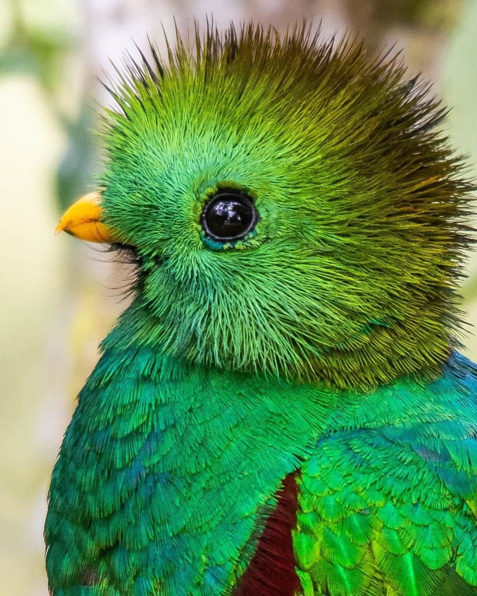 Животные и птицы Англии