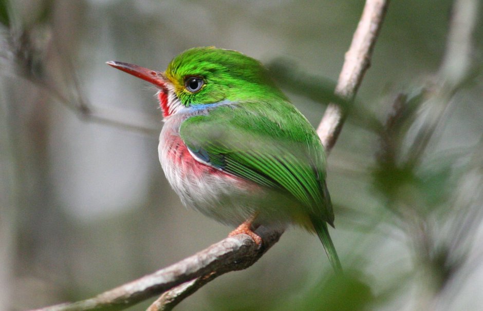 Красивые птицы мира