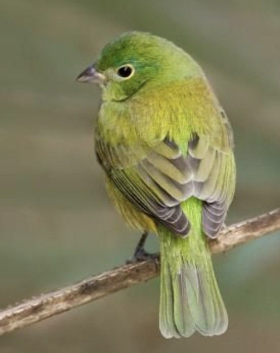 Африканская Изумрудная Кукушка