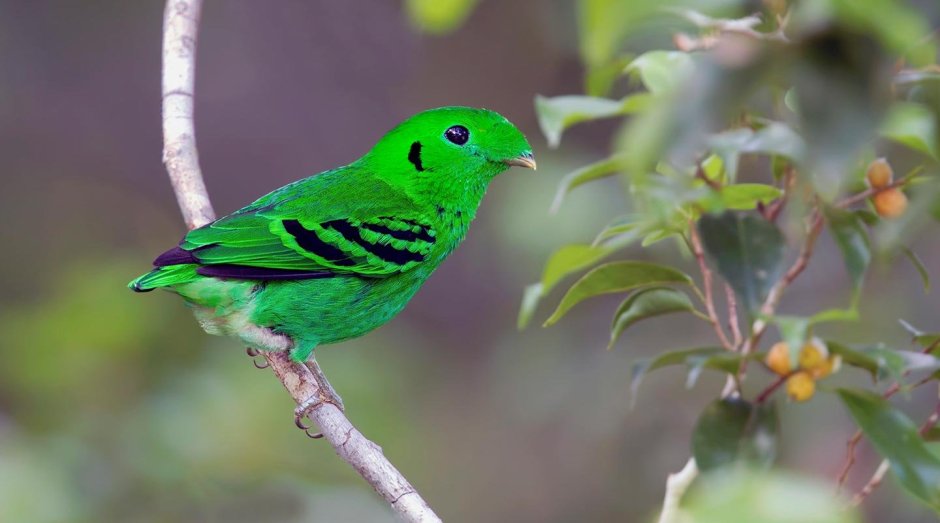 Багамский изумрудный Колибри