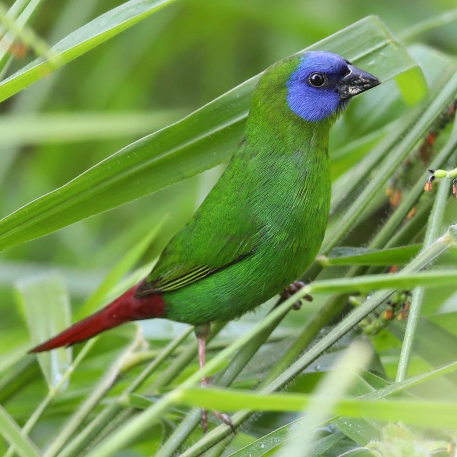 Птички для вырезания цветные