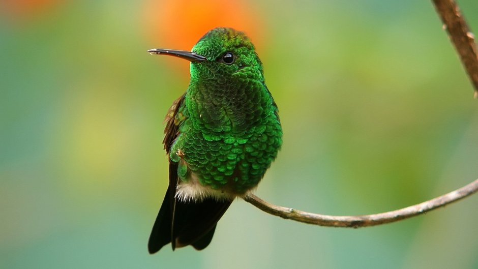 Карликовый рогоклюв зелёный