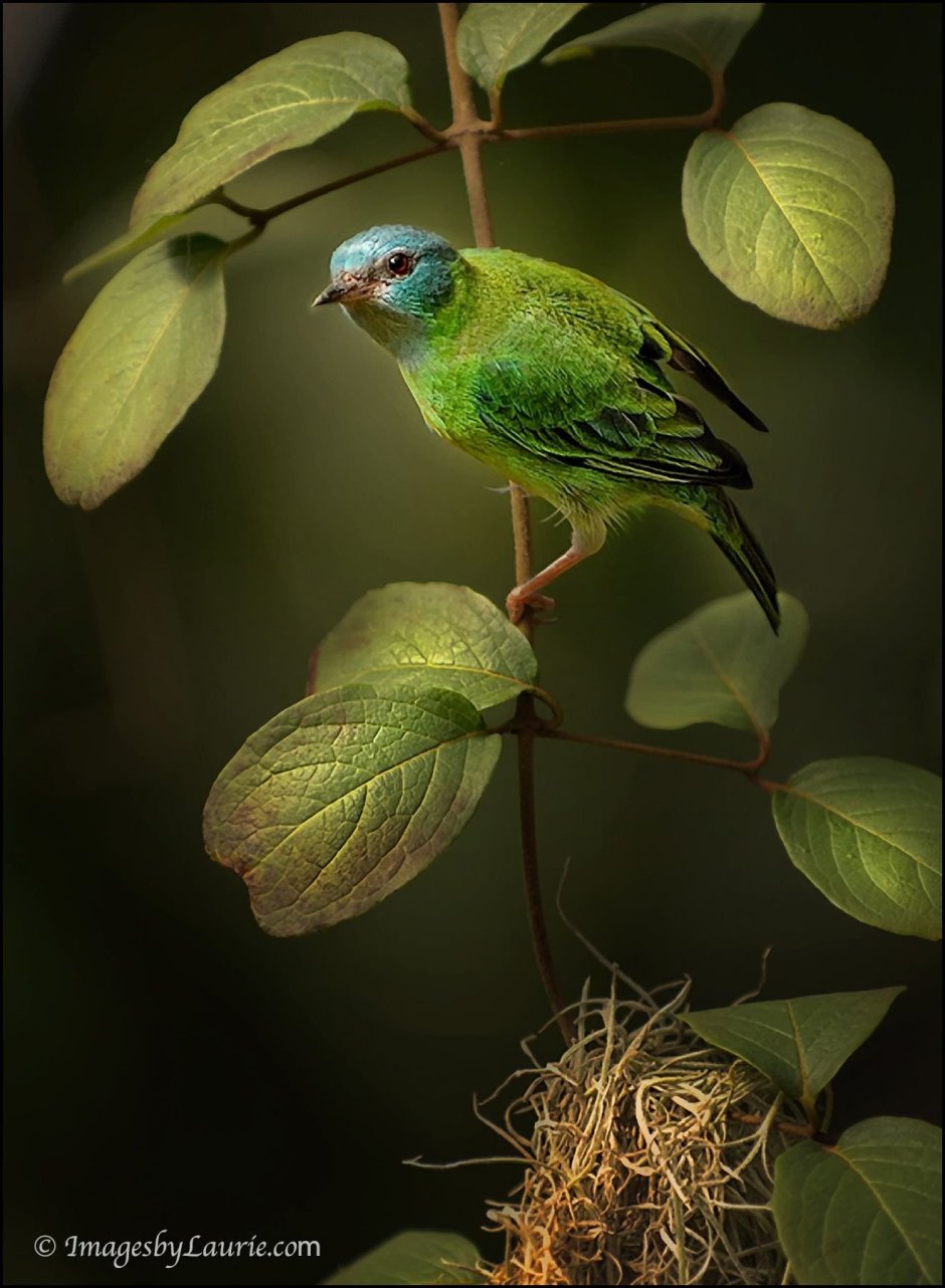 Зеленый Дакнис