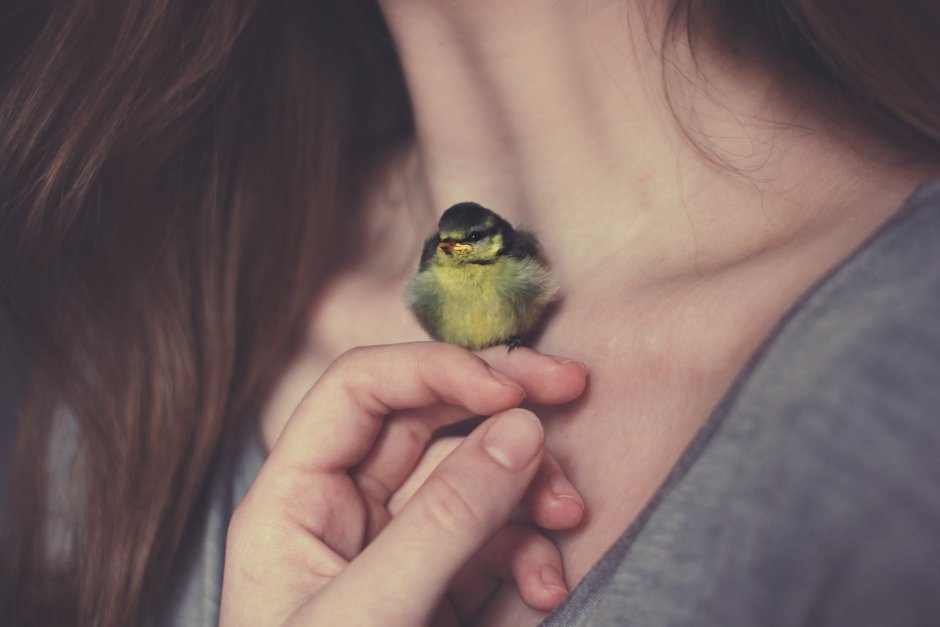 Бананоед Ливингстона