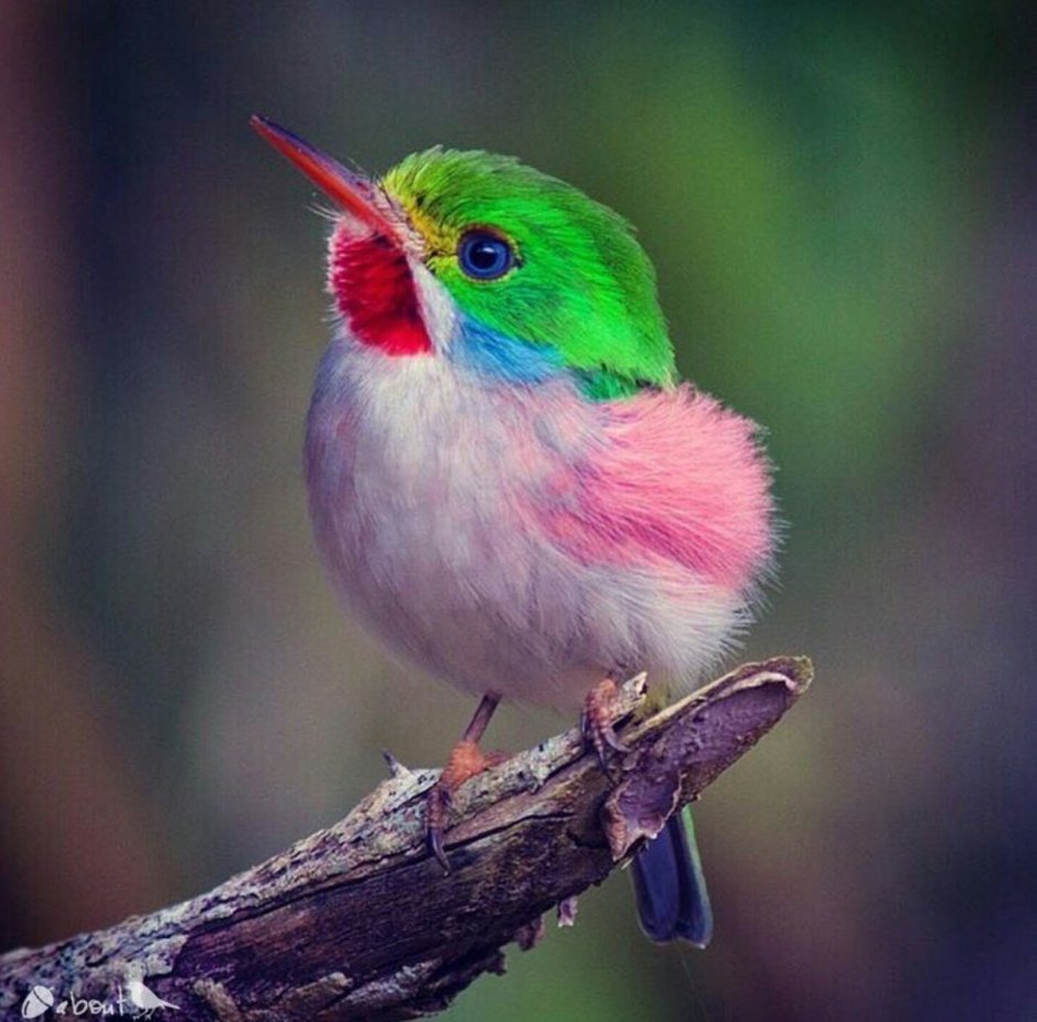 Девушка с птичкой на руке