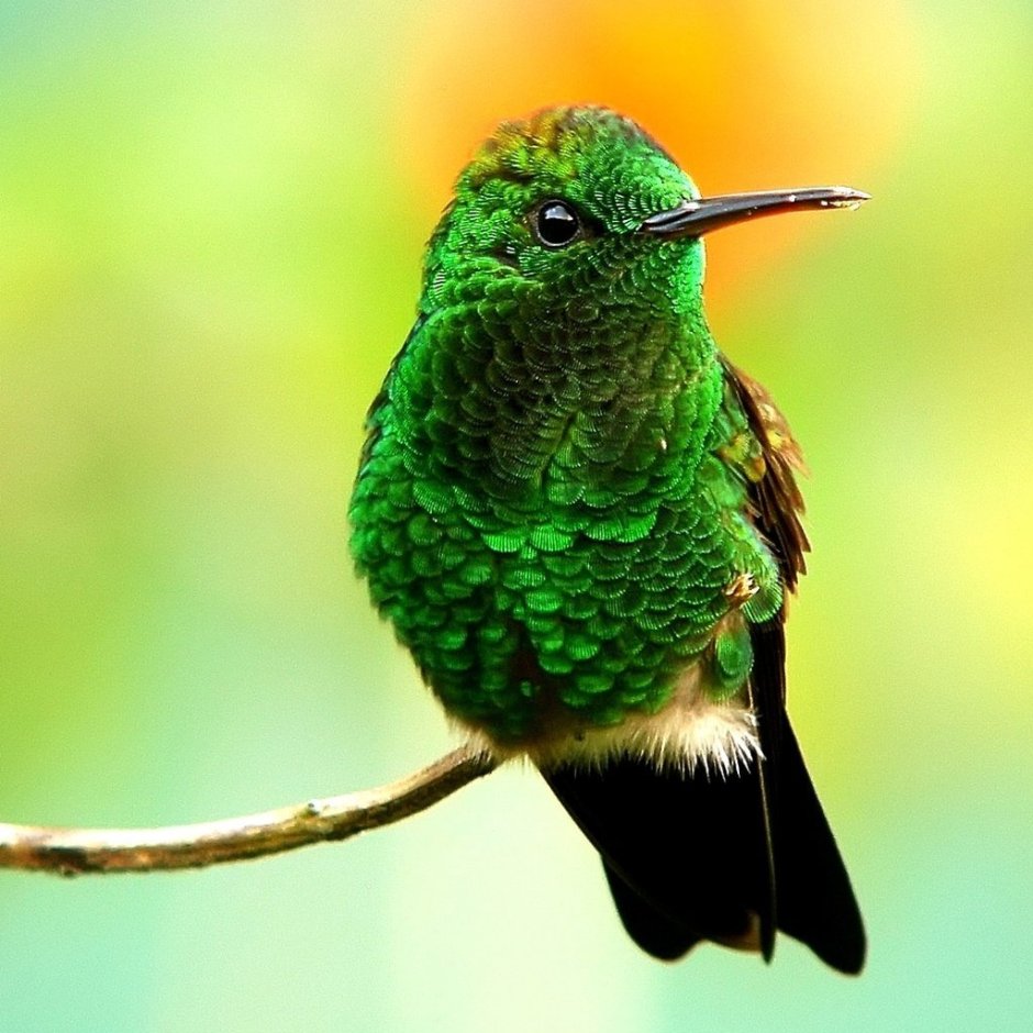 Тропические птицы