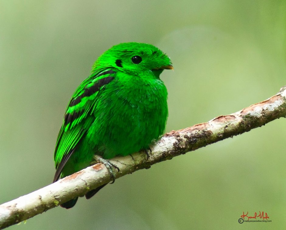 Малый зелёный рогоклюв