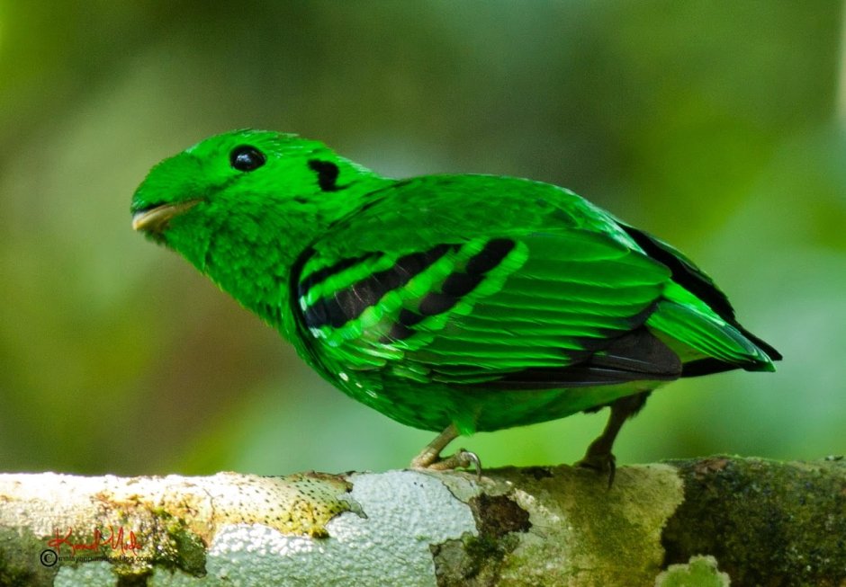 Малый зелёный рогоклюв