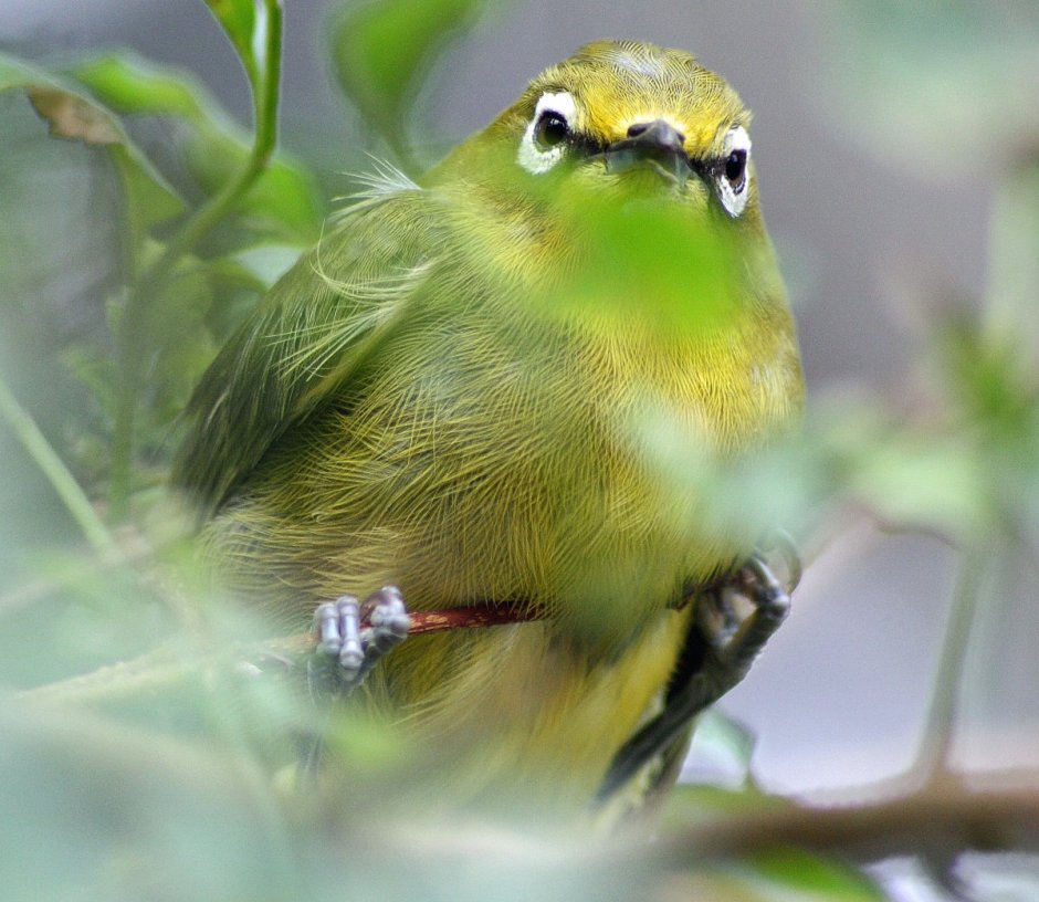 Птичка Кубинская Тоди