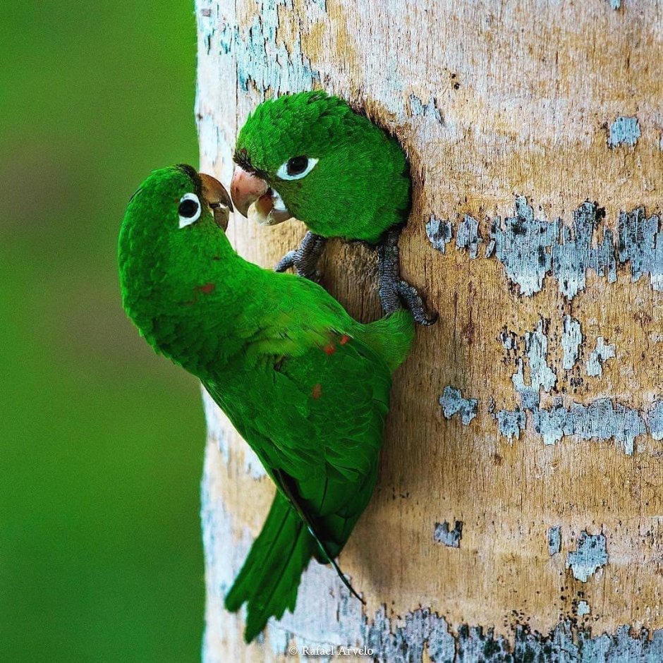 Птичка на руке