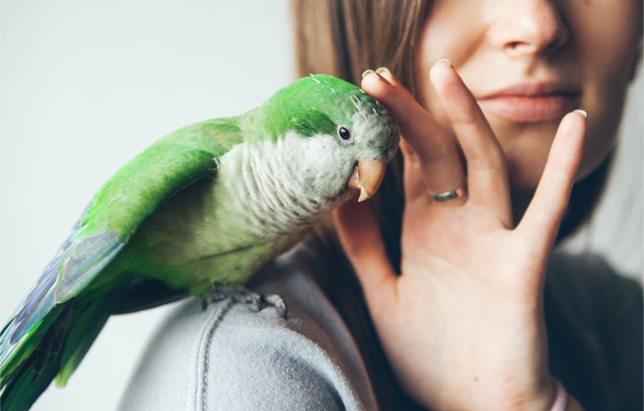 Неразлучники попугаи