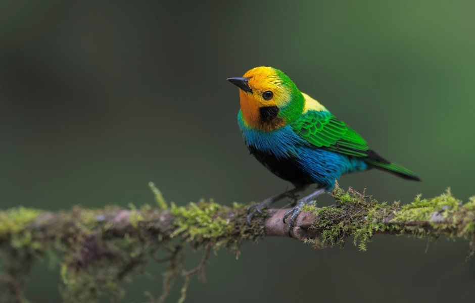 Ошейниковый органист