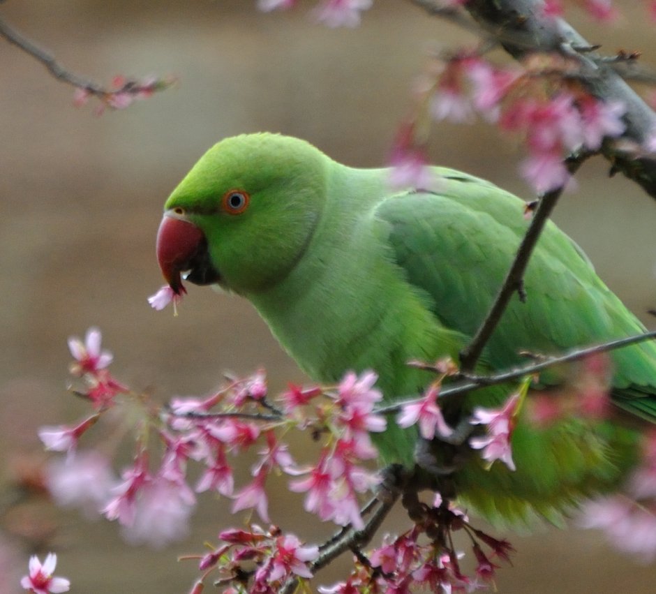 Малый зелёный рогоклюв