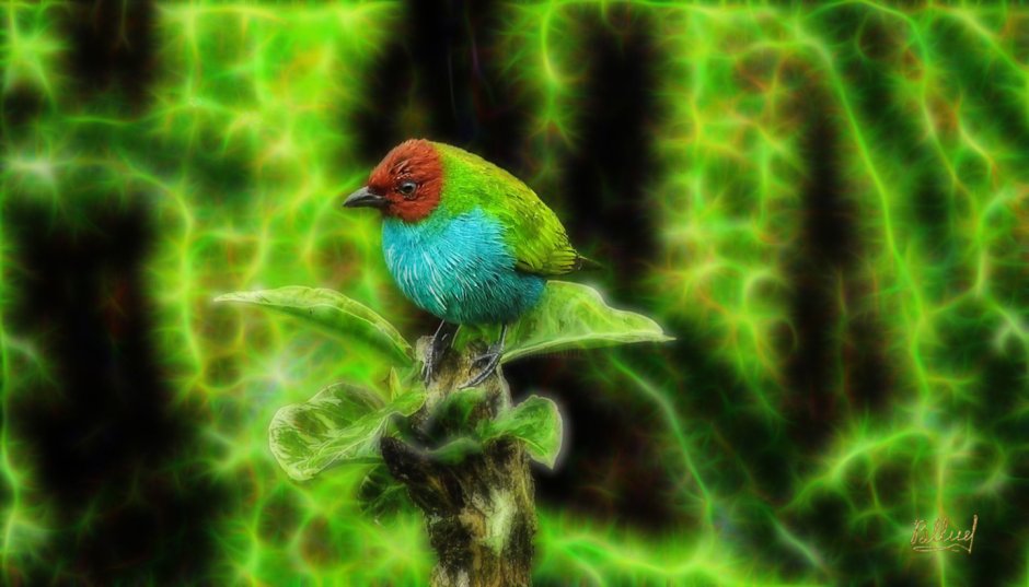 Колибри и человеческая рука