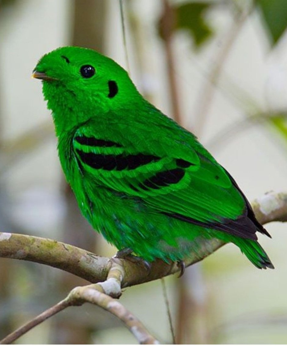 Кубинский Тоди