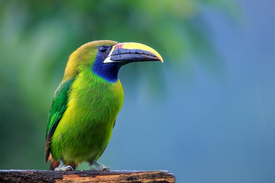 Берилловая танагра