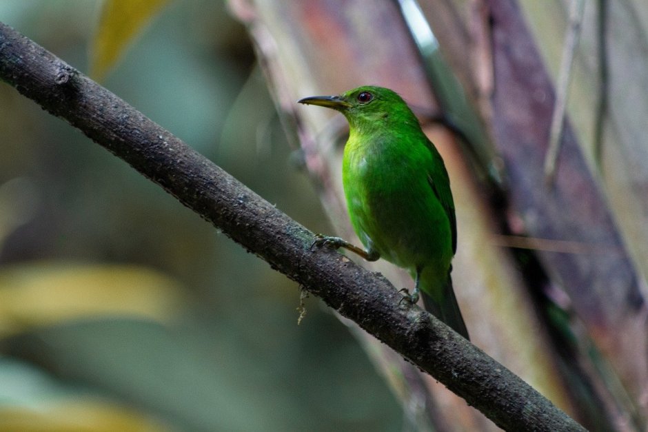 Колибри на зеленом фоне