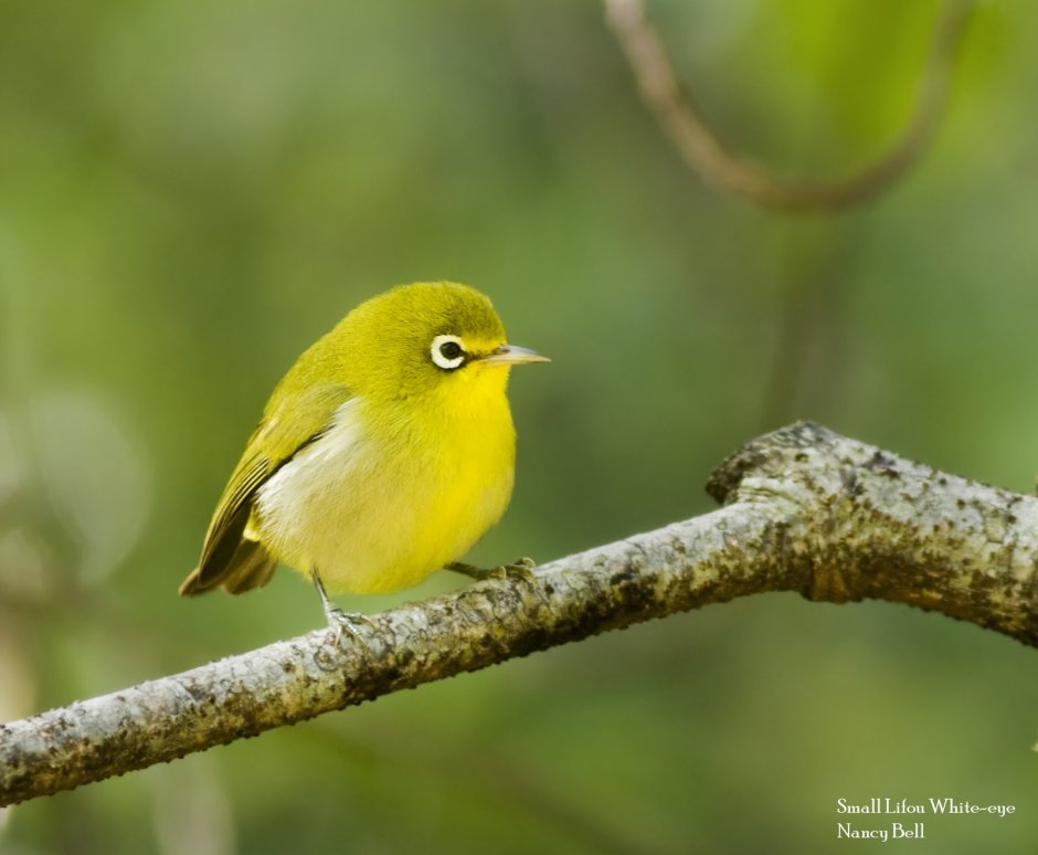Птички зеленая для детей цветные на прозрачном фоне