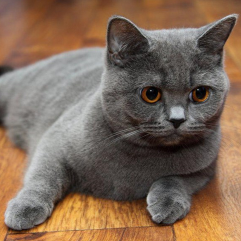 Шотландская прямоухая кошка фото