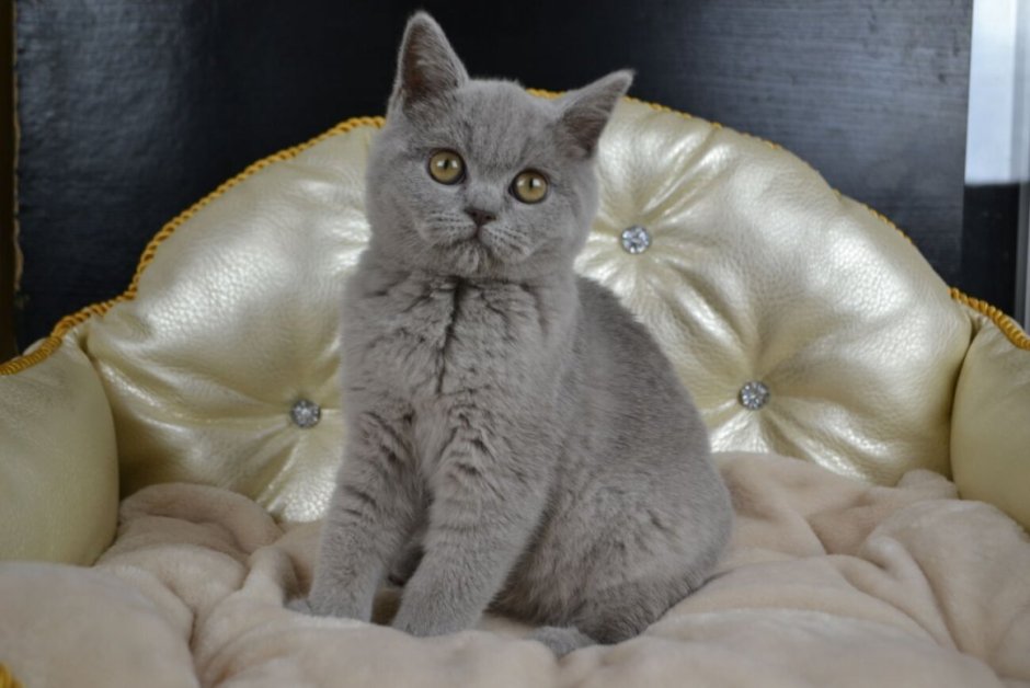 Скоттиш страйт полосатый