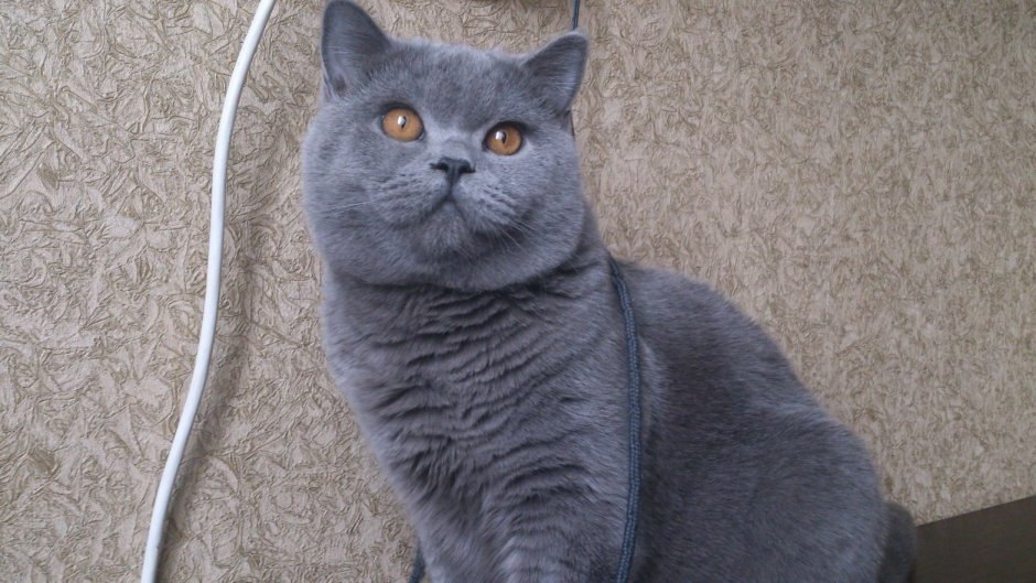 Скоттиш страйт серый котенок