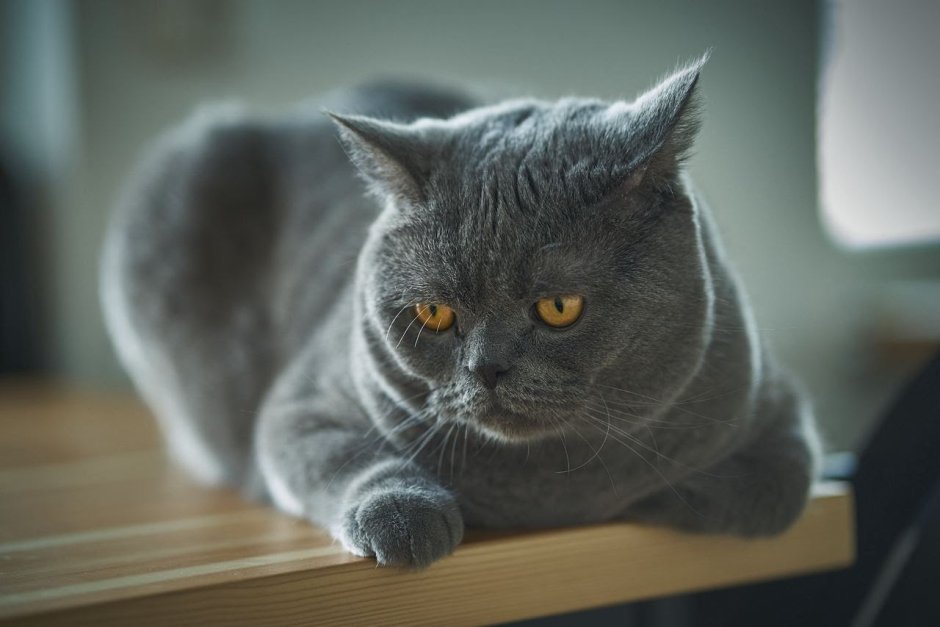 Шотландская кошка прямоухая серая
