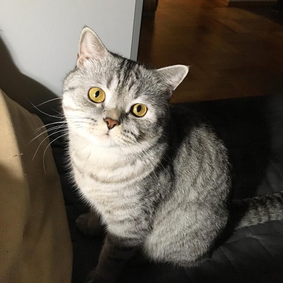 Британец кот прямоухий серый