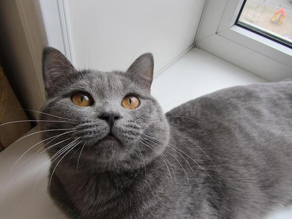 Шотландская кошка прямоухая серая