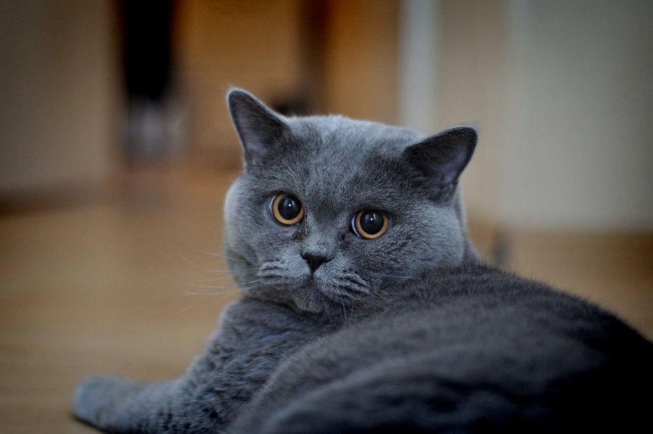 Шотландский скоттиш страйт