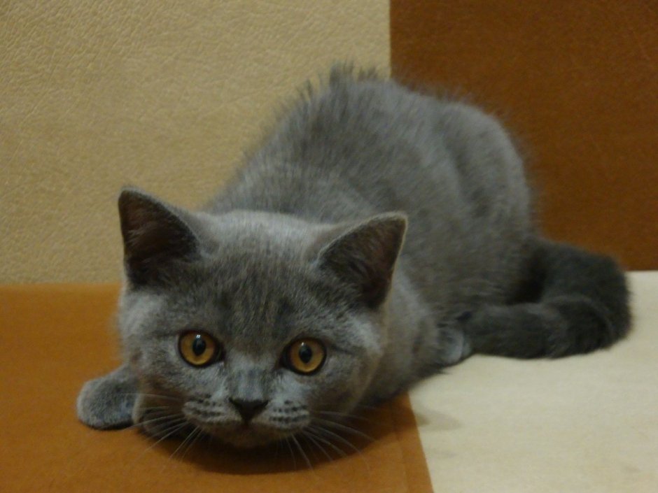 Шотландский скоттиш страйт серый