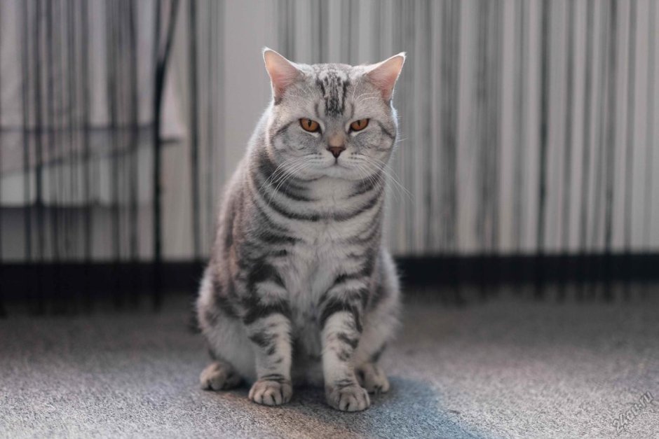 Британская короткошёрстная кошка
