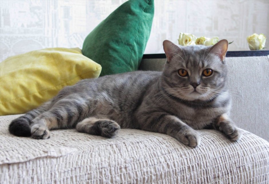 Британо Шотландская кошка