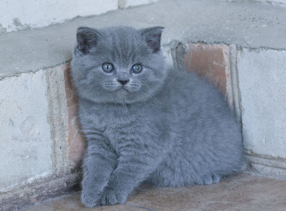 Шотландские котята прямоухие серые