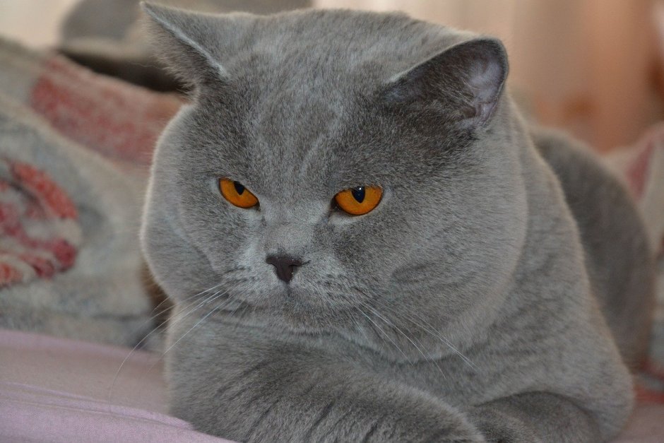 Шотландская голубая кошка прямоухая