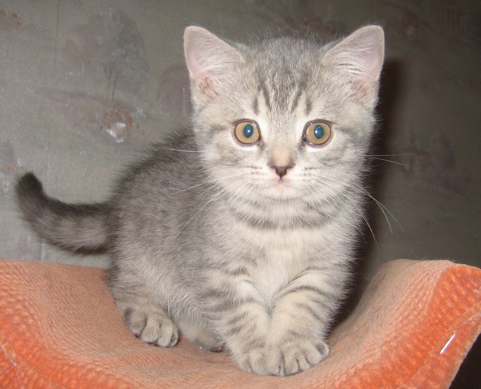 Шотландская короткошёрстная кошка серая