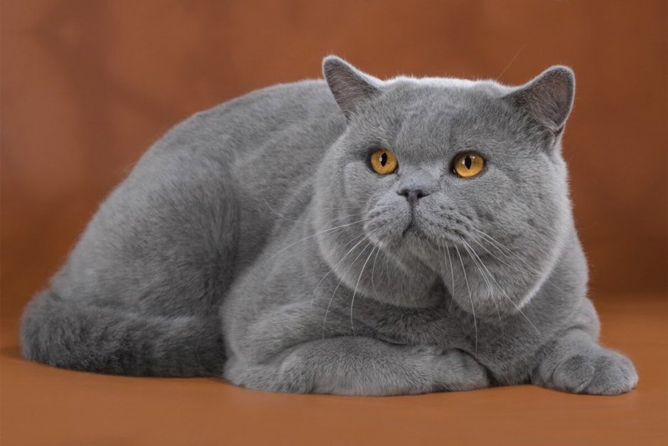 Шотландская кошка прямоухая серая