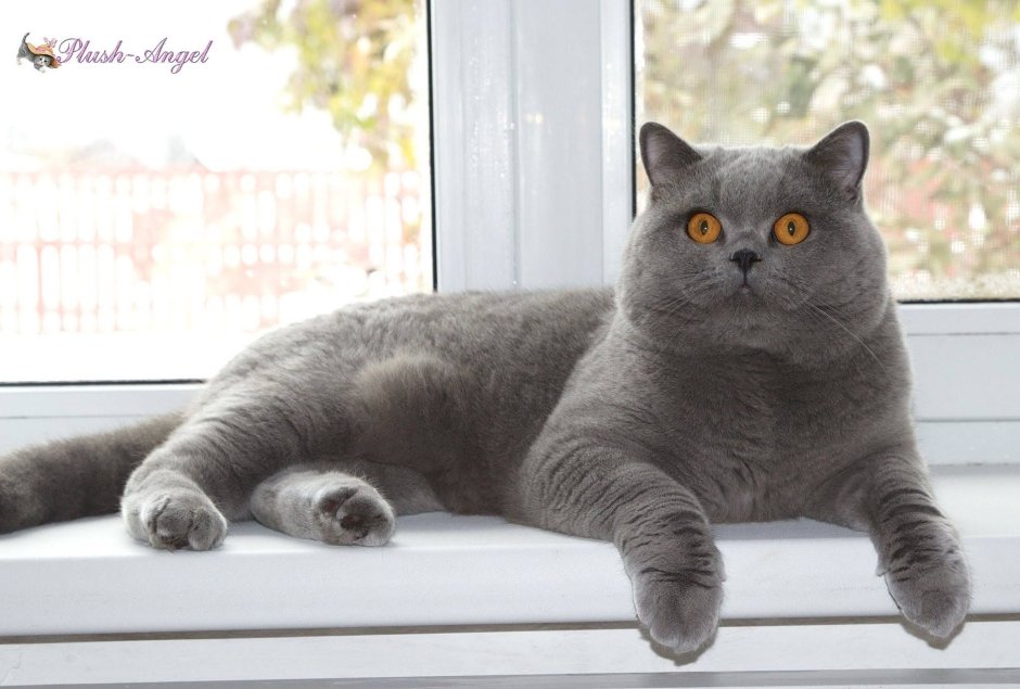 Британский прямоухий кот голубой
