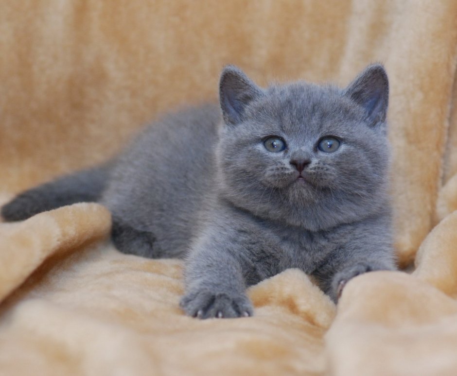 Британская короткошёрстная кошка