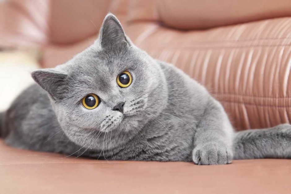 Шотландская прямоухая короткошерстная