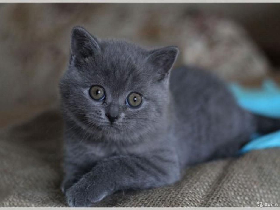 Шотландская голубая кошка прямоухая
