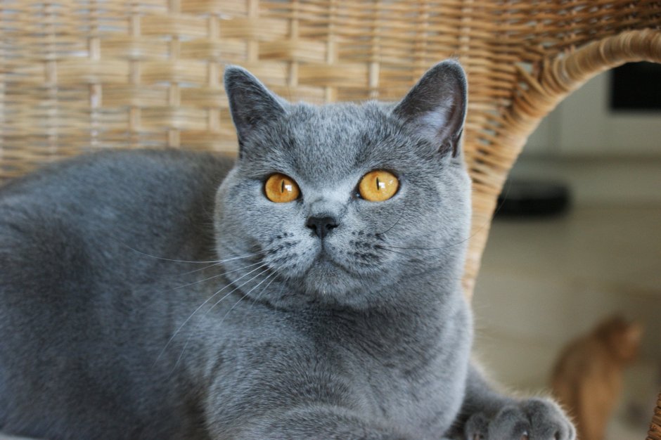 Шотландская короткошерстная п