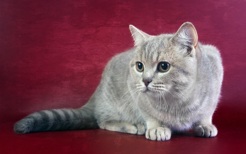 Британская короткошёрстная кошка голубая