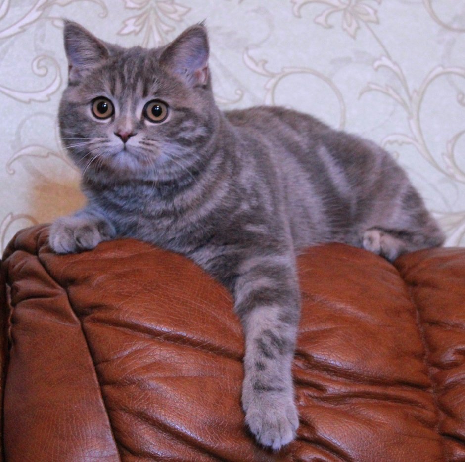 Шотландский кот прямоухий серо белый