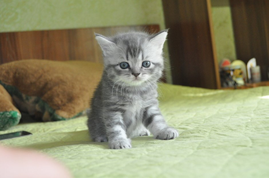 Шотландские котята прямоухие голубые