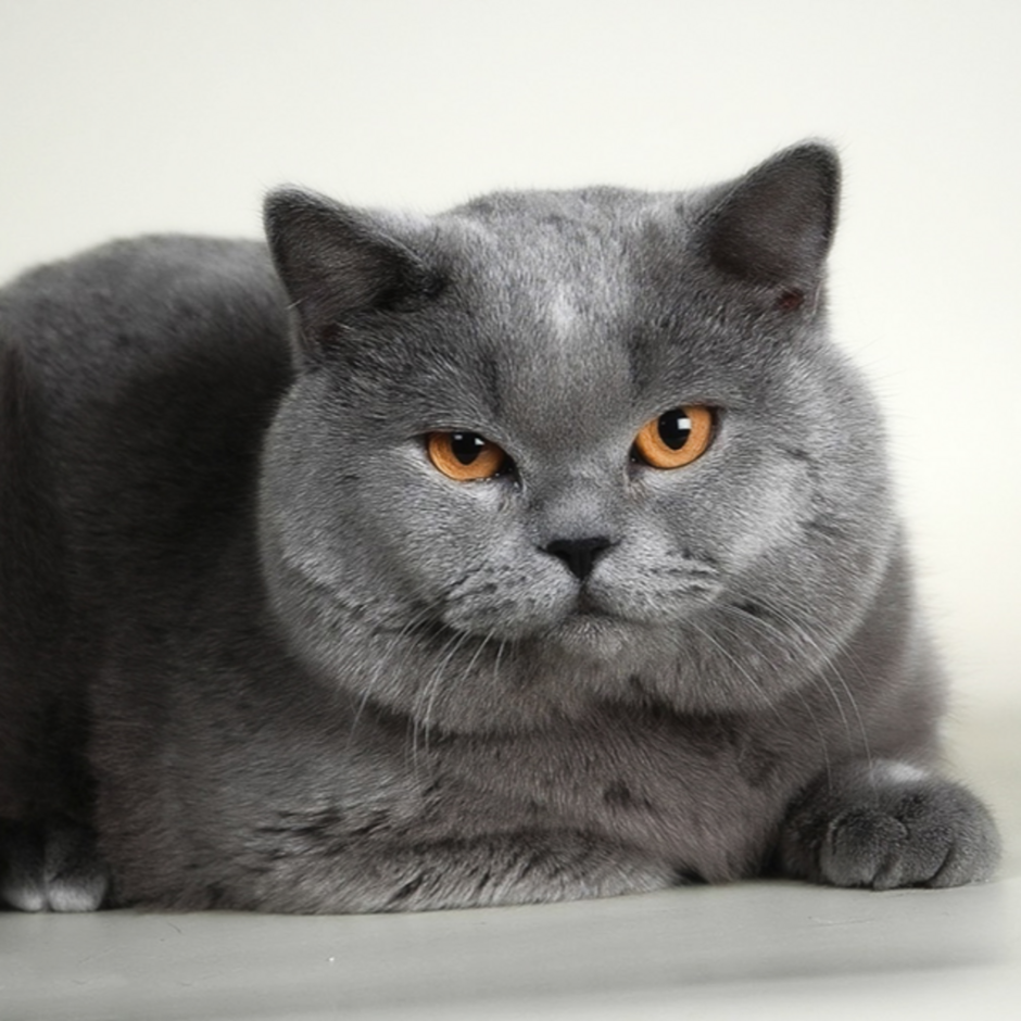 Британская кошка короткошерстная серая