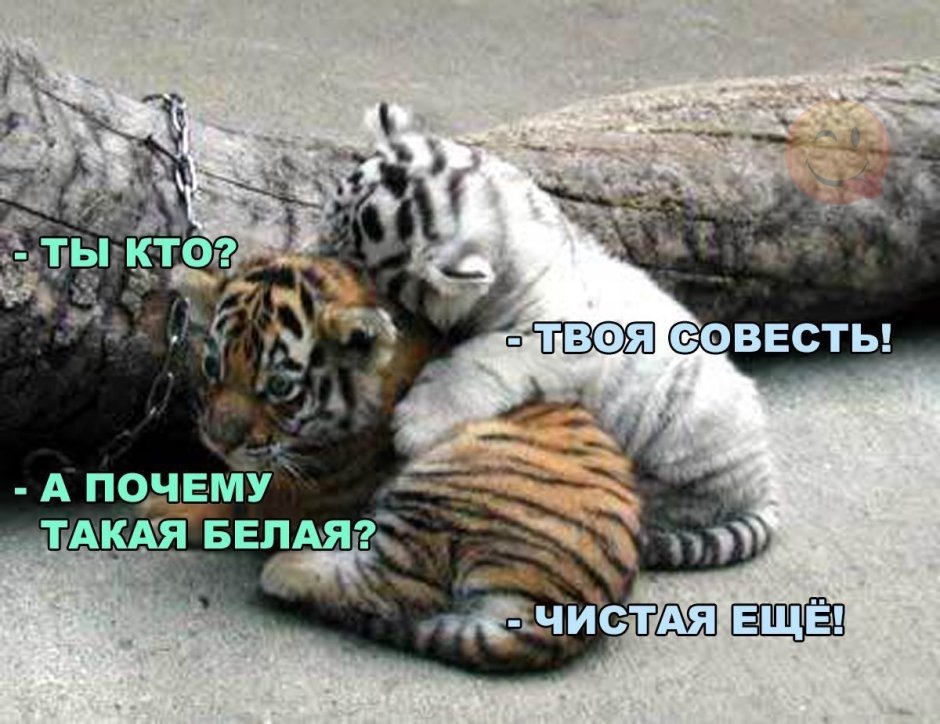 Спящие тигрята