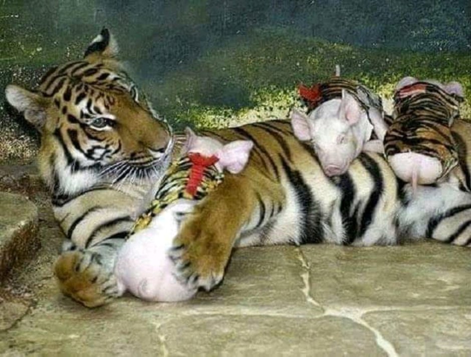 Тигр и кошка